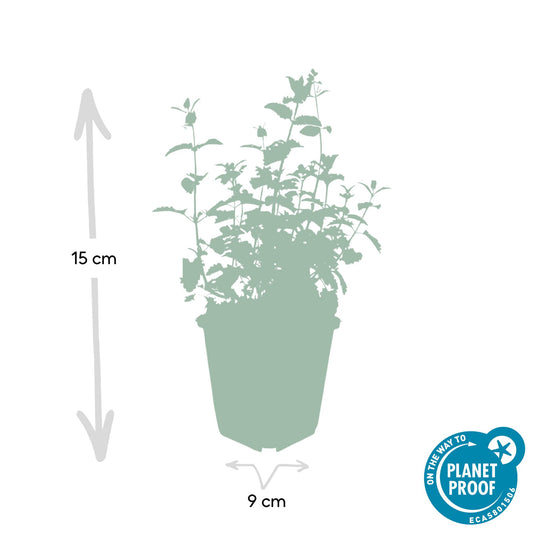 60x Nepeta 'Six Hills Giant' - ↕10-25cm - Ø9cm