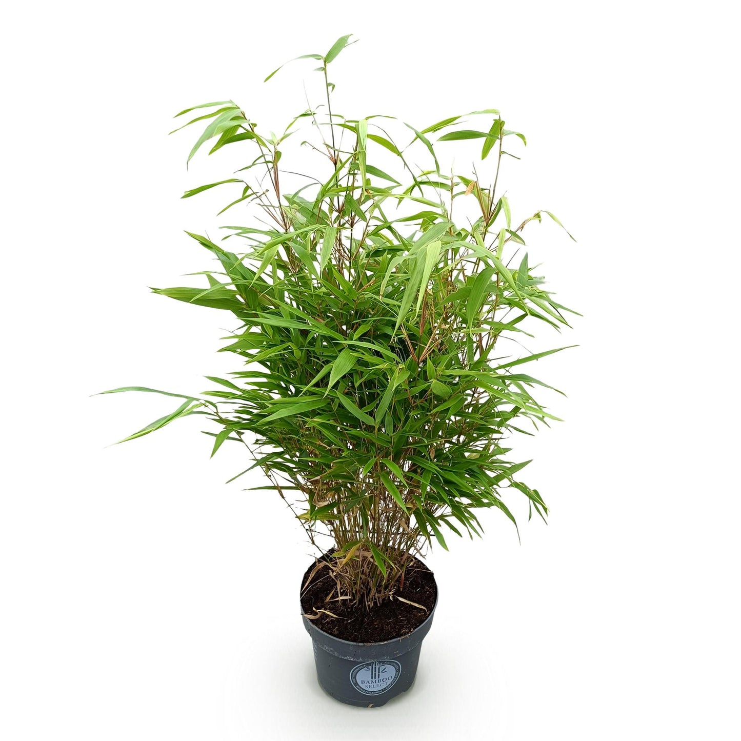 Green boutiQ - Grasses - Fargesia Rufa - Bamboo - Non-Invasive - Green - 1 Plant - Pot 23 cm - Height 80 cm