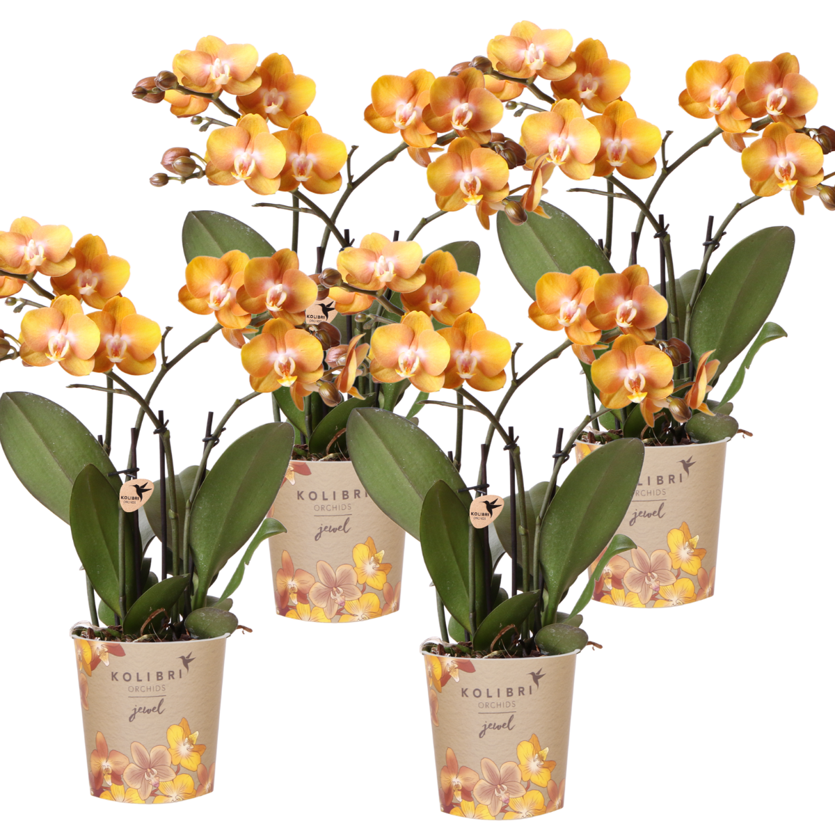 Hummingbird Orchids | COMBI DEAL of 4 Phalaenopsis orchids - Las Vegas - pot size Ø12cm | flowering houseplant - fresh from the grower 