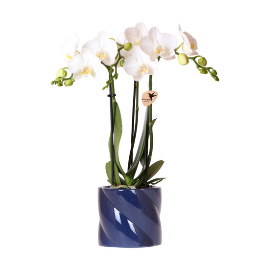 Orchidee colibrì | orchidea bianca Amabilis + Candy vaso decorativo blu - dimensioni vaso Ø9cm | pianta d'appartamento in fiore - fresca dal coltivatore
