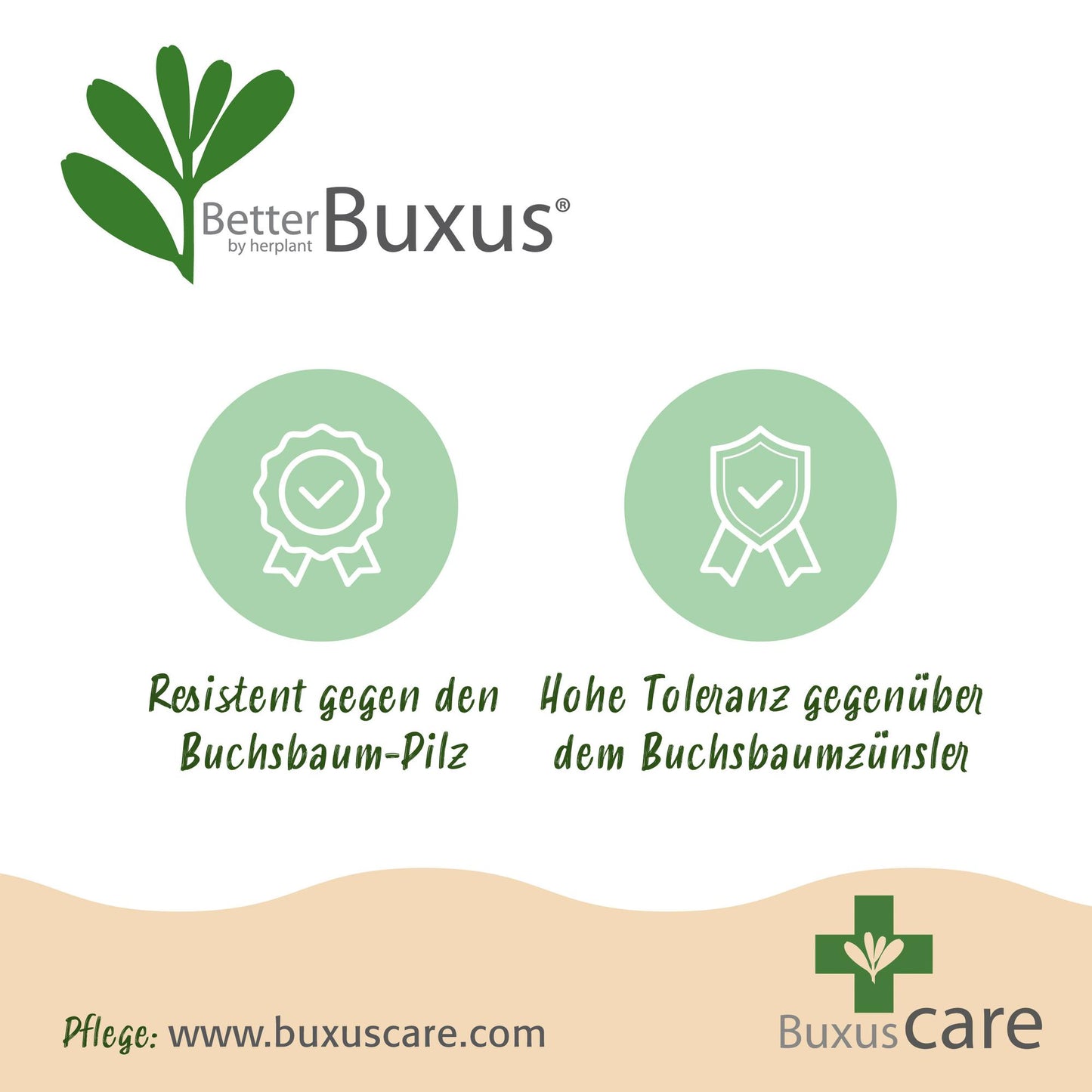 Green boutiQ - Buxus Hedge - BetterBuxus Babylon Beauty - Resistant to Buxus blight - 8 plants - 1 linear meter - pot 9cm height 20-25