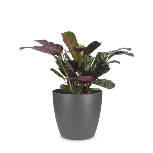 Ctenanthe Burle Marxii - Visgraatplant - 1 Plant - met Potter Grijs - Pot 12cm - Hoogte - 30cm