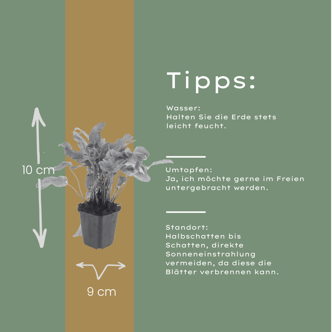 12x Asplenium scolopendrium - ↕10-25cm - Ø9cm