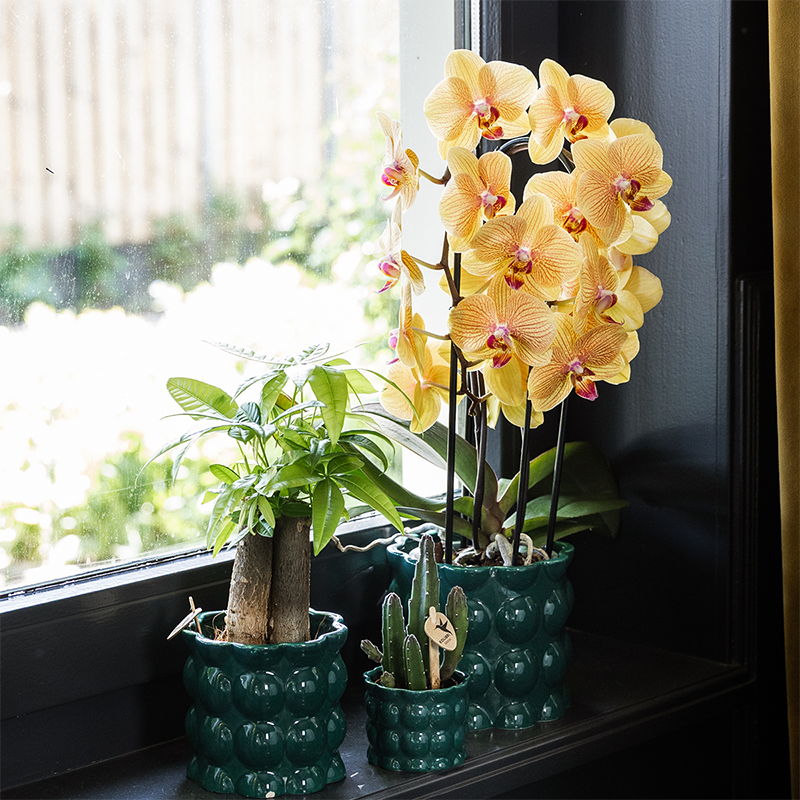 Hummingbird Home | Vaso decorativo Cotton Shine - Verde - Ø12cm