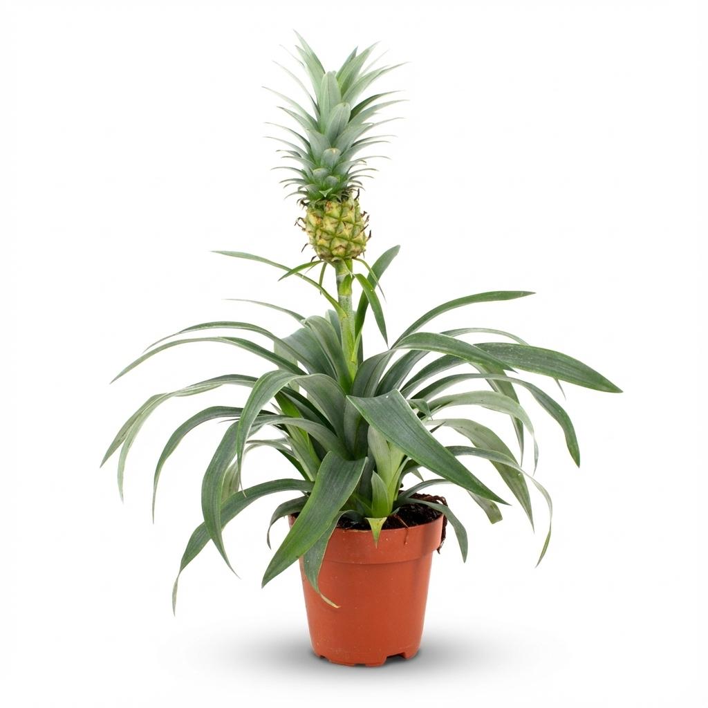 Pianta di Ananas Mi Amigo - Ø 12 cm - Altezza: 35 - 40 cm