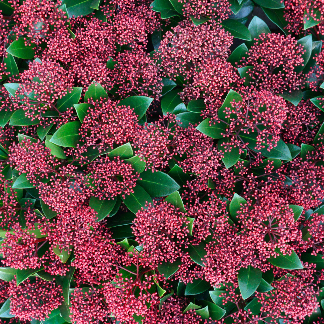 Set di 3 Skimmia 'Rubella' – Ø10,5 cm – ↨ 20-25 cm