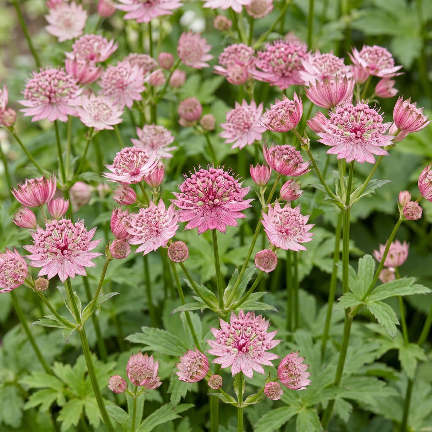 Perennial - Astrantia major - Masterwort - Shade - White-Pink - 6 Plants - 11cm Pot - Height 15-25cm