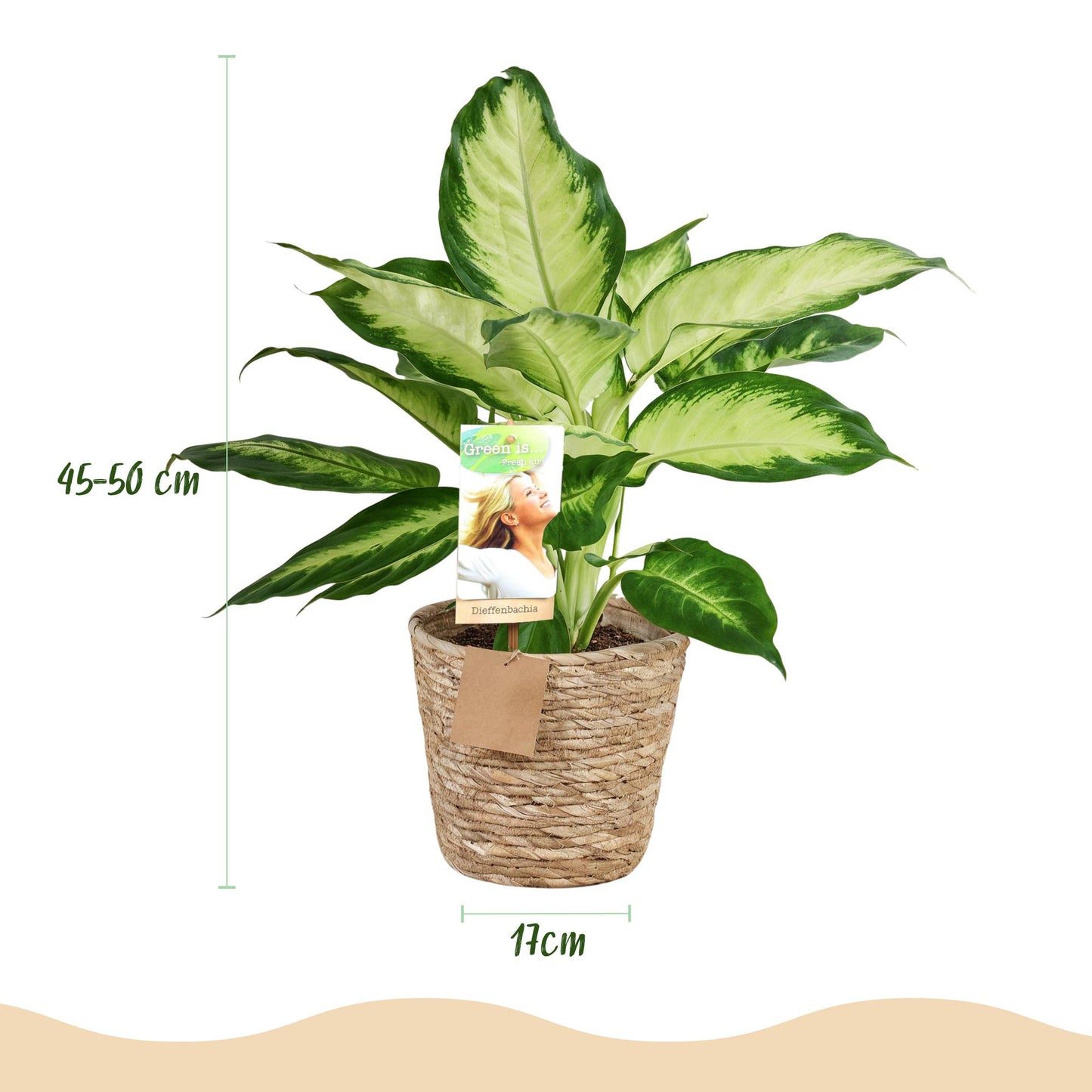 Green BoutiQ - Green is... Houseplants - Diefenbachia Camilla - Dieffenbachia - Low maintenance - with basket - Green - 2 Plants - Pot 17cm - Height 45-50cm