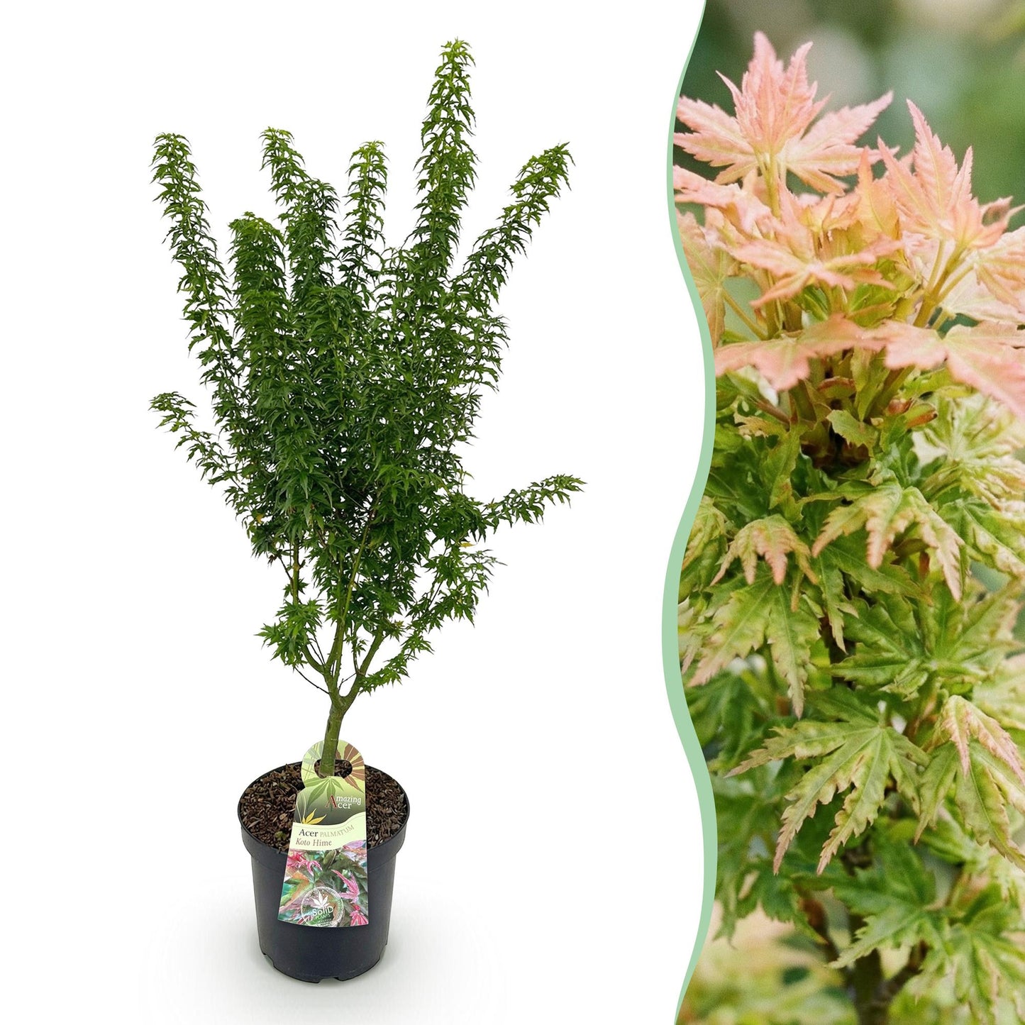 Pianta da giardino - Acer palmatum Koto Hime - Acero giapponese - Deciduo - Verde - 1 - Vaso 26cm - Altezza 90cm