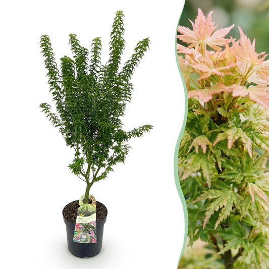 Garden Plant - Acer palmatum Koto Hime - Japanese Maple - Deciduous - Green - 1 - Pot 26cm - Height 90cm