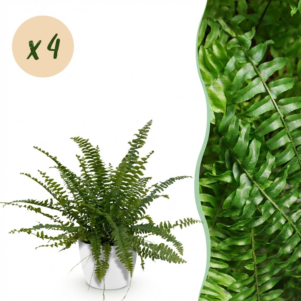 Houseplant - Nephrolepsis exaltata Green Lady - Fern - Pet-Friendly Plant - Green - 4 Plants - with White Planter - Pot 12cm - Height 25cm