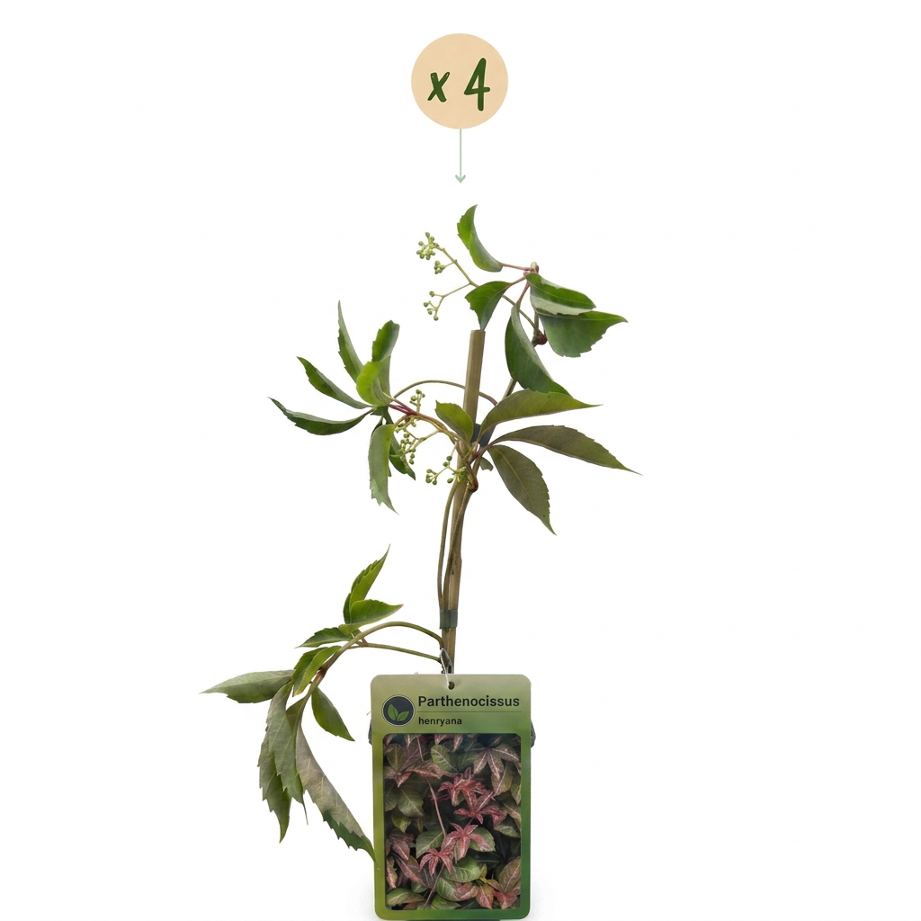 4x Parthenocissus henryana - Chinese wingerd - Groen - Klimplant - Ø9cm - ↕35cm