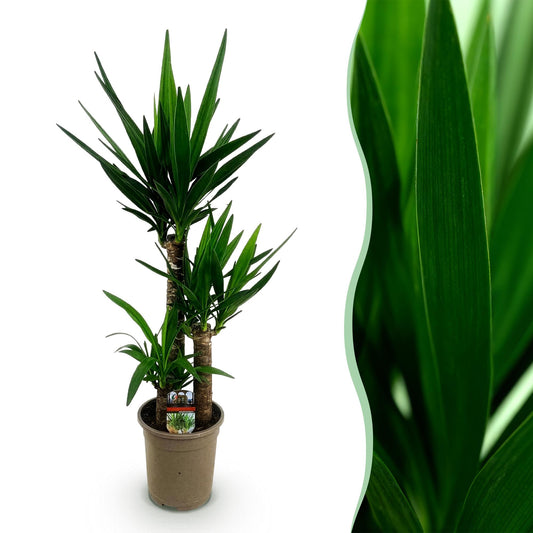 Green boutiQ - Houseplant - Yucca elephantipes - Yucca - Low maintenance - Green - 1 - Pot 21cm - Height 100cm