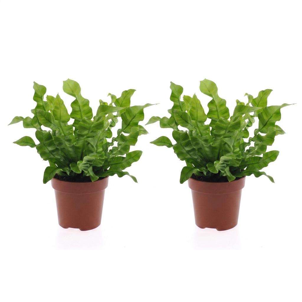Asplenium Crispy Wave - Asplenium Crispy Wave - 2 Plants - Pot 12cm - Height - 30cm