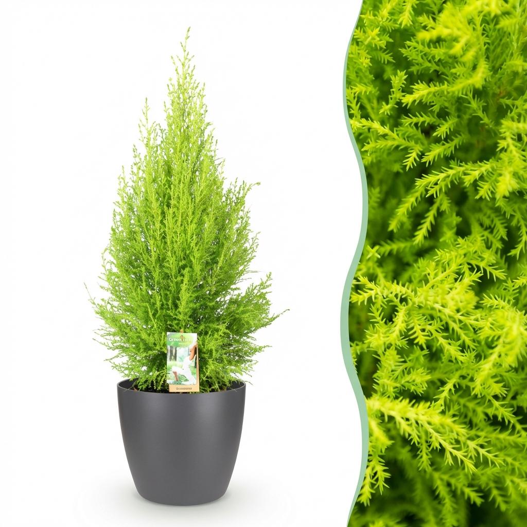 Green boutiQ - Houseplants - Cupressus Gold Crest Wilma - House conifer - Low maintenance - Green - 1 Plant - with Potter Grey - Pot 21cm - Height 85-95cm