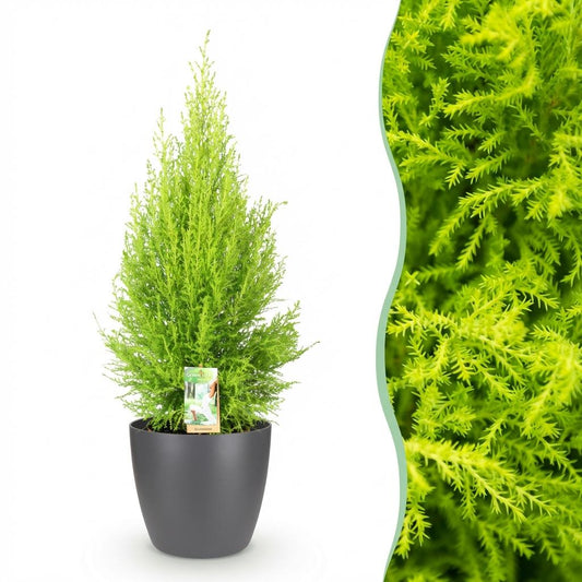Green boutiQ - Houseplants - Cupressus Gold Crest Wilma - House conifer - Low maintenance - Green - 1 Plant - with Potter Grey - Pot 21cm - Height 85-95cm