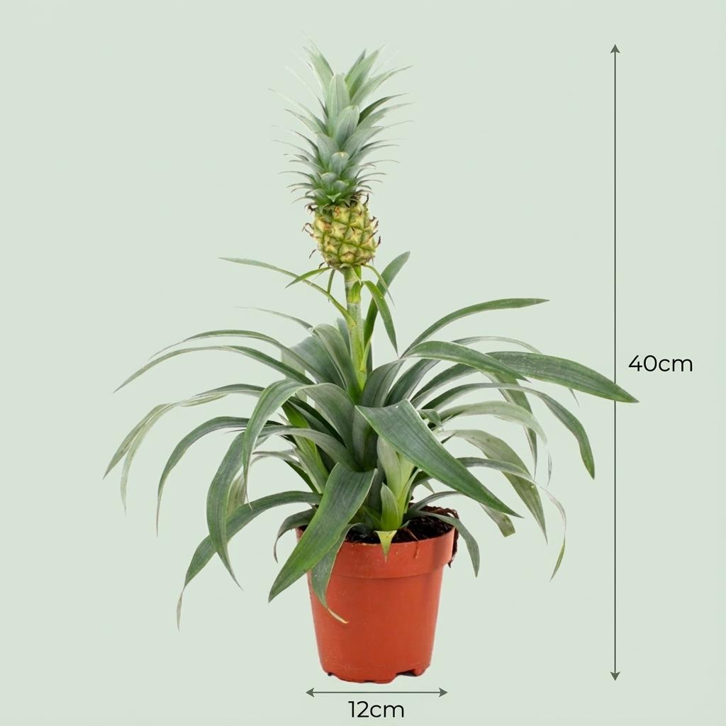 Pianta di Ananas Mi Amigo - Ø 12 cm - Altezza: 35 - 40 cm