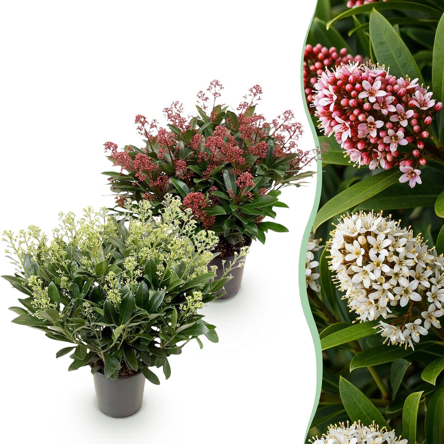 Patio Plant - Skimmia japonica Duo - White & Red Flowers - 40+ Flowers - 2 Plants - Winter Hardy - Pot 19cm Height 60cm