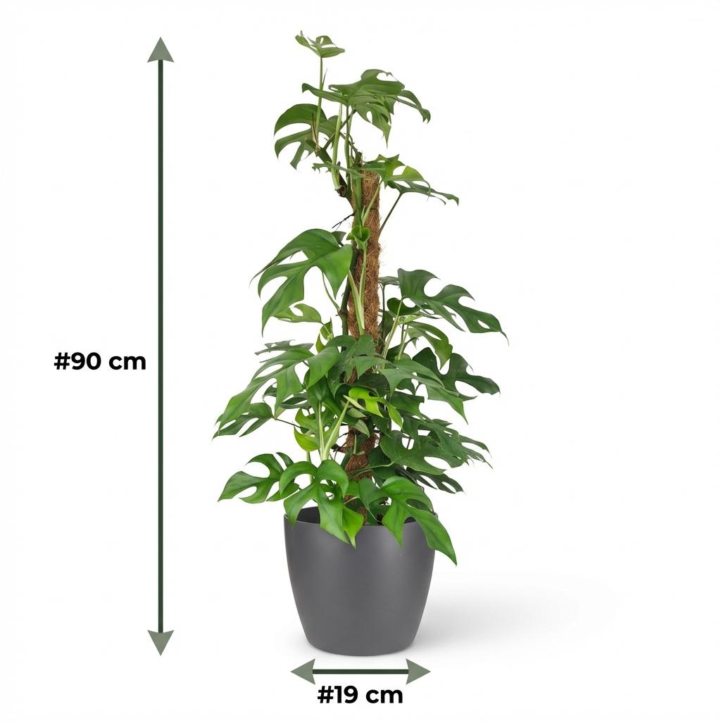 Green boutiQ - Indoor Plant - Mini Swiss Cheese Plant - Monstera Minima Moss Pole - Green - Low Maintenance - 1 Plant - with Grey Potter - Pot 19cm - Height 90cm