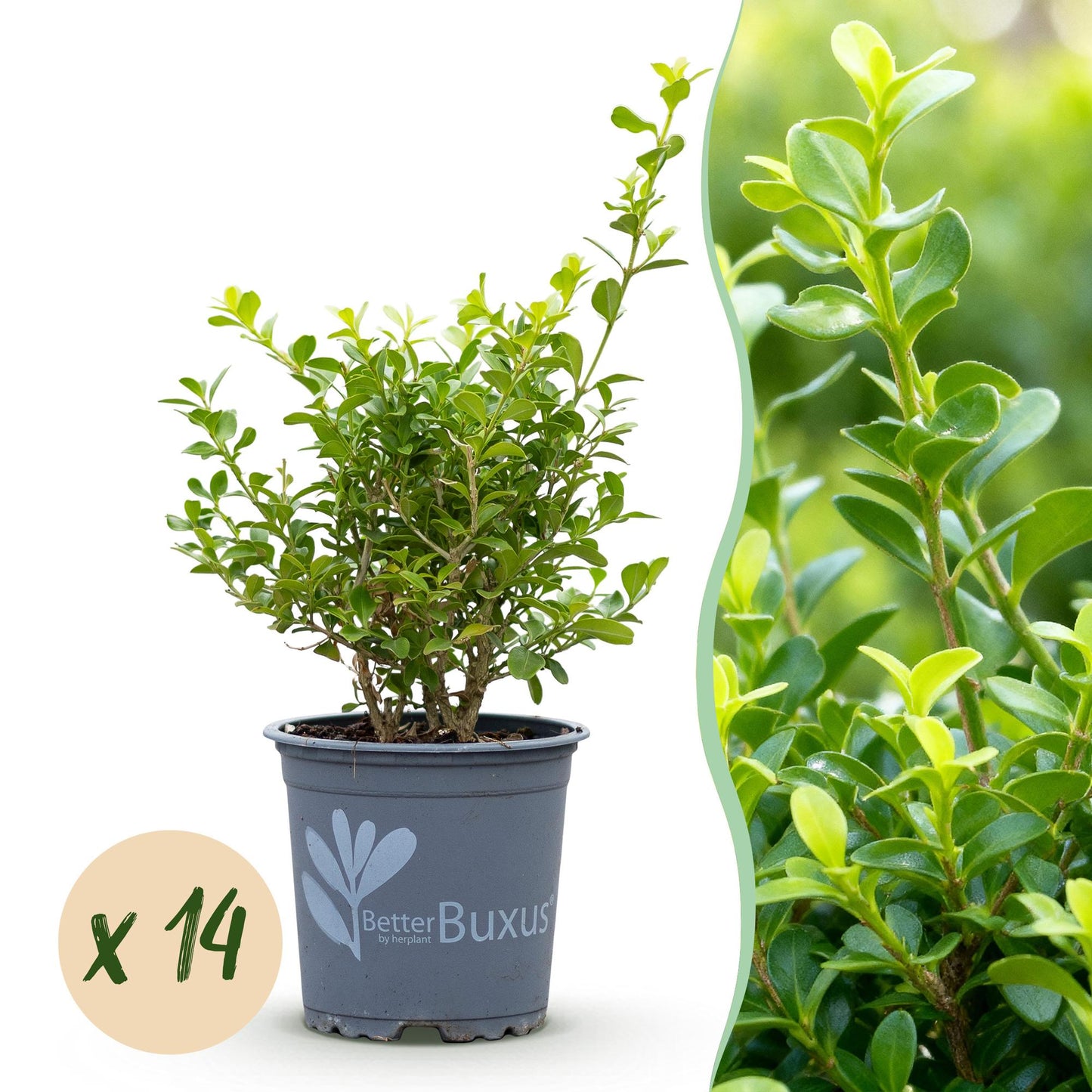 Green boutiQ - Buxus Hedge - BetterBuxus Babylon Beauty - Resistant to Boxwood Blight - 14 plants - 2 linear meter - pot 10.5cm height 25-30