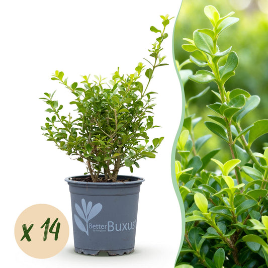 Green boutiQ - Buxus Hedge - BetterBuxus Babylon Beauty - Resistant to Boxwood Blight - 14 plants - 2 linear meter - pot 10.5cm height 25-30