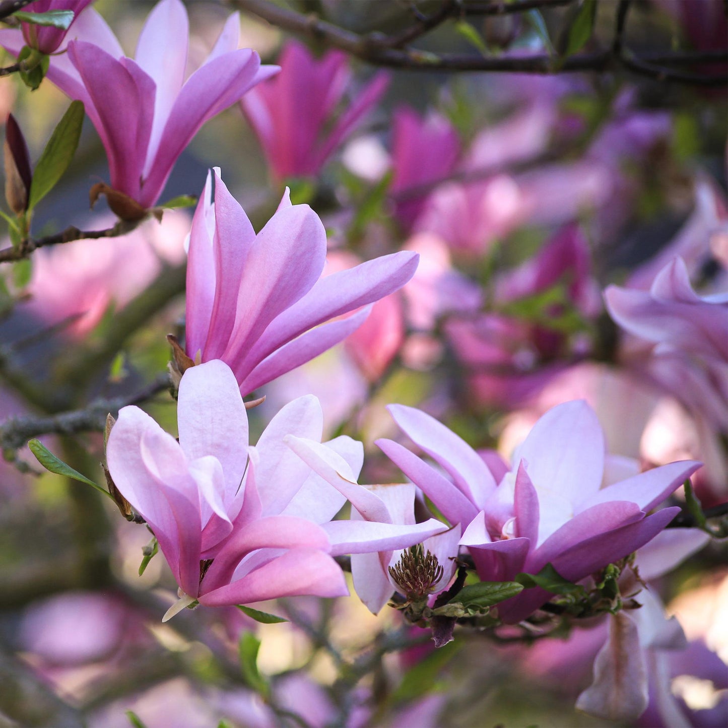 Green boutiQ - Garden Plant - Magnolia Betty - White Flower - 3 Plants - Deciduous - Low Maintenance - Pot 12cm Height 30cm