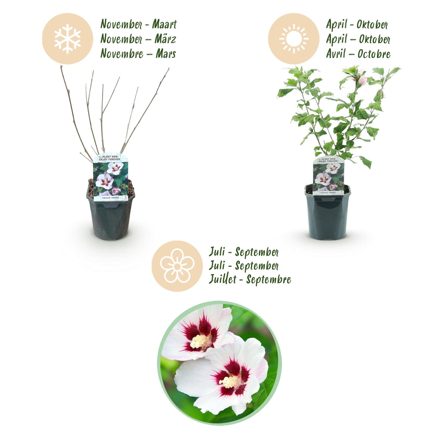 Green boutiQ - Plante de jardin - Hibiscus syriacus Hamabo - Hibiscus de jardin - Rustique - Blanc - Rose - 3 Plantes - Pot de 17cm - Hauteur de 45cm
