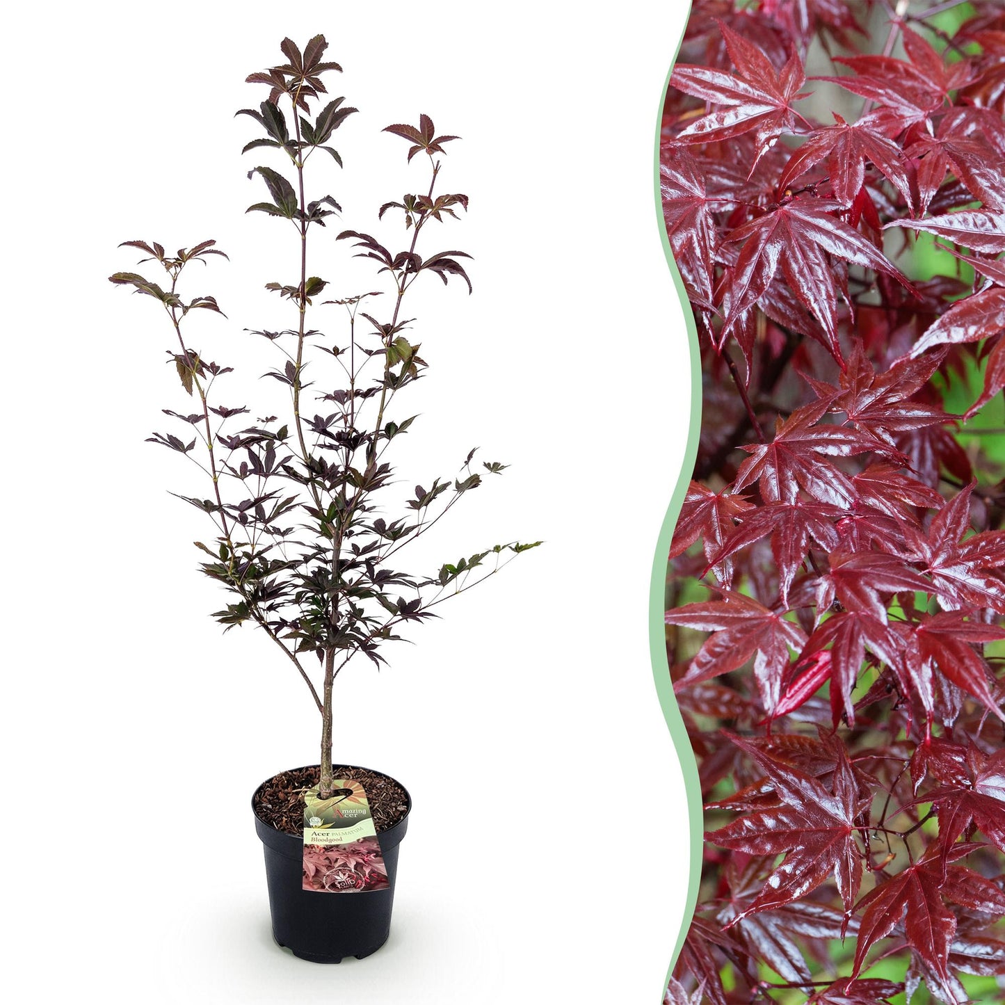 Garden plant - Acer palmatum Bloodgood - Japanese Maple - Deciduous - Red - 1 - Pot 26cm - Height 90cm