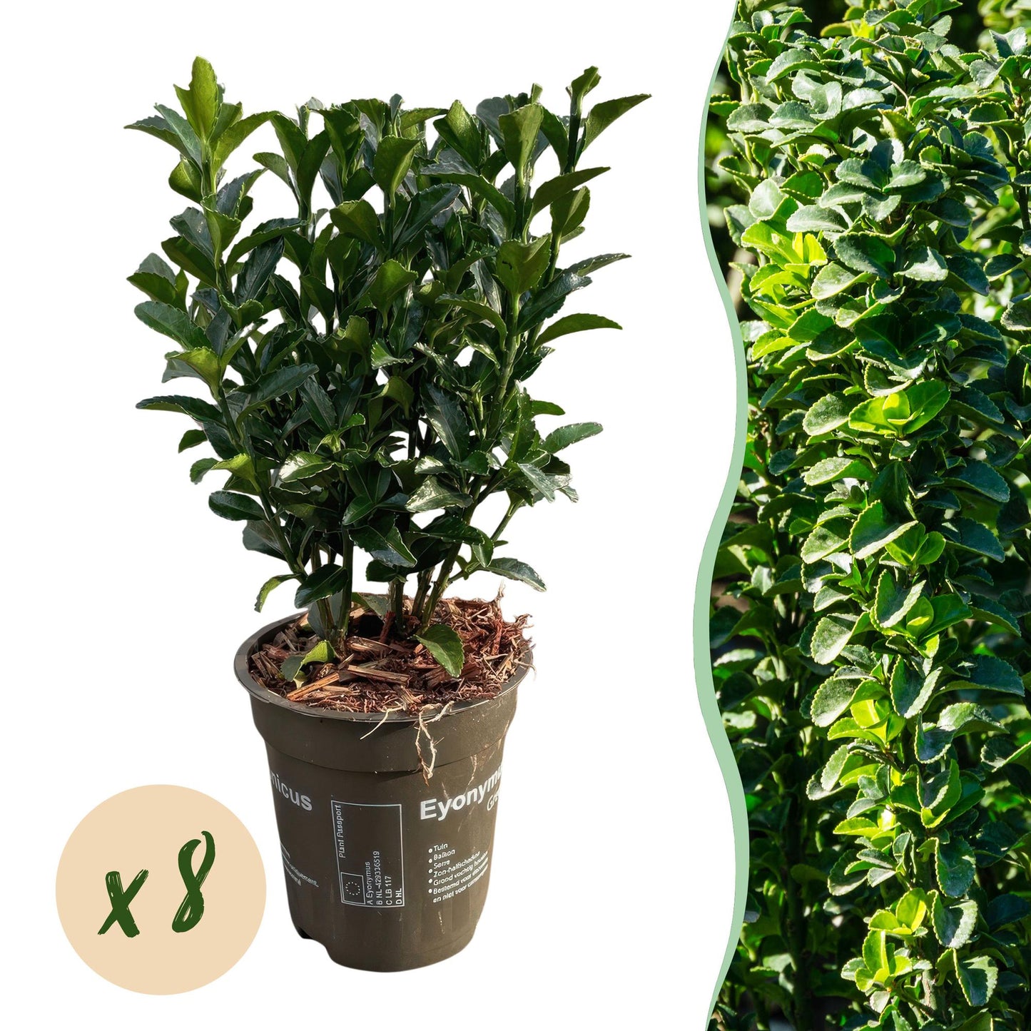 Green boutiQ - 8x Euonymus japonica Green Spire - Spindle Tree - Hedge Plants - Evergreen - Green - Pot 9cm - Height 20-25cm