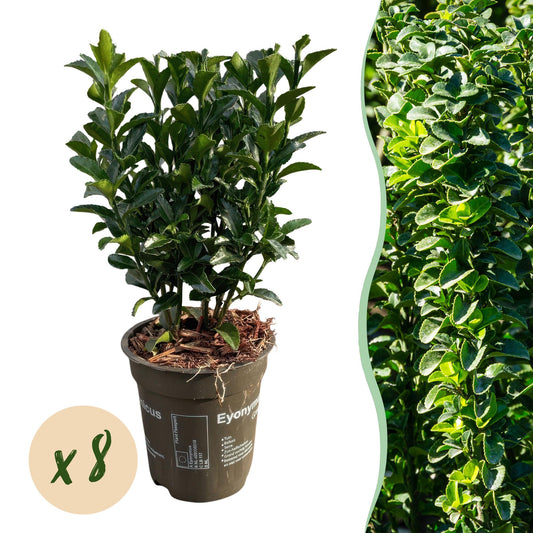 Green boutiQ - 8x Euonymus japonica Green Spire - Spindle Tree - Hedge Plants - Evergreen - Green - Pot 9cm - Height 20-25cm
