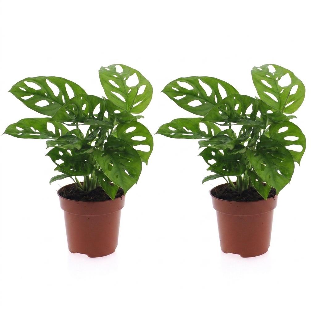 Monstera Adansonii - Rhaphidophora Tetrasperma - 2 Plants - 12cm Pot - 25cm Height
