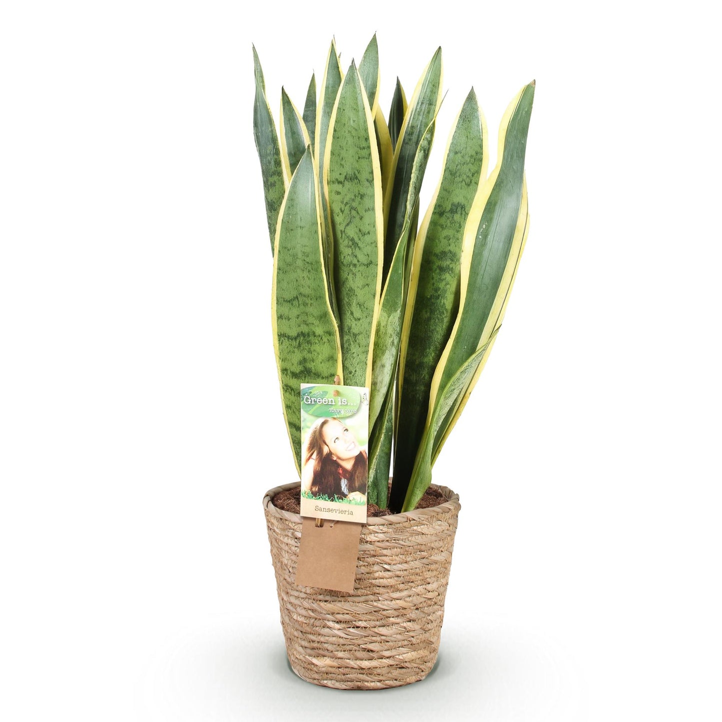 Green boutiQ - Houseplants - Sansevieria Laurentii - Snake Plant - Low maintenance - with basket - Green - yellow - 1 Plant - Pot 21cm - Height 70-80cm