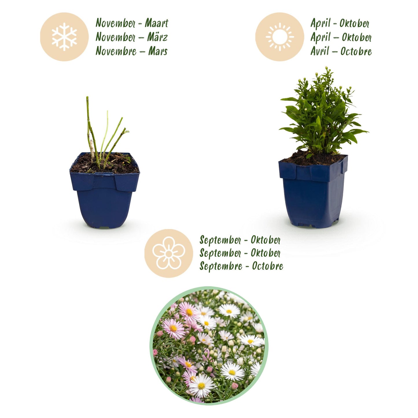 Green boutiQ - Plante vivace - Aster Tricolour - Aster de mer - Attire les abeilles et les papillons - Violet - Rose - Blanc - 6 Plantes - Pot 11cm - Hauteur 15-25cm
