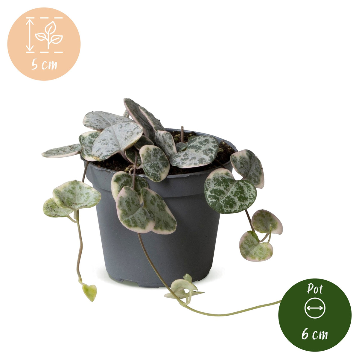 Ceropegia Woodii Variegata - Variegated string of hearts - Grey - Green - Beige - Tropical - Ø6cm - ↕5cm