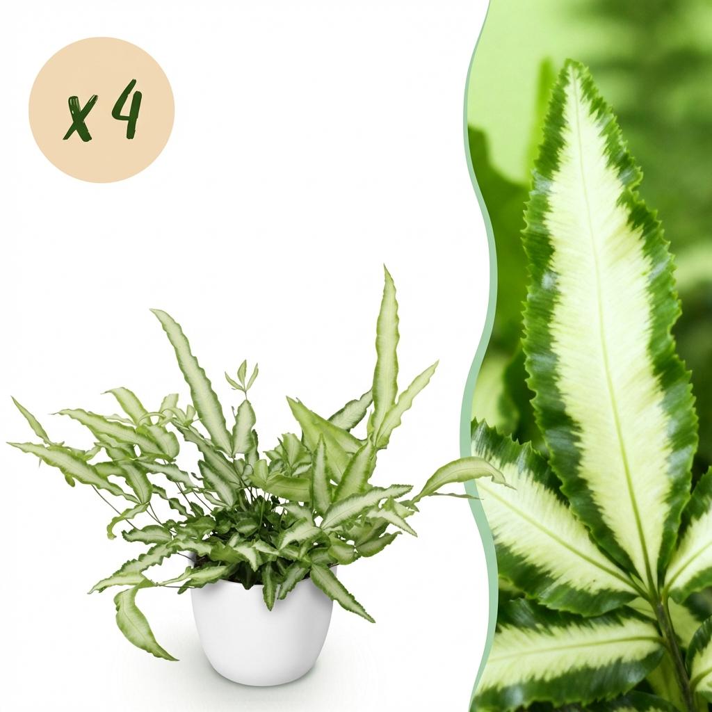 Green boutiQ - Houseplant - Pteris cretica Albolineata - Ribbon Fern - Pet-Friendly Plant - Green - 4 Plants - with Potter White - Pot 12cm - Height 20cm