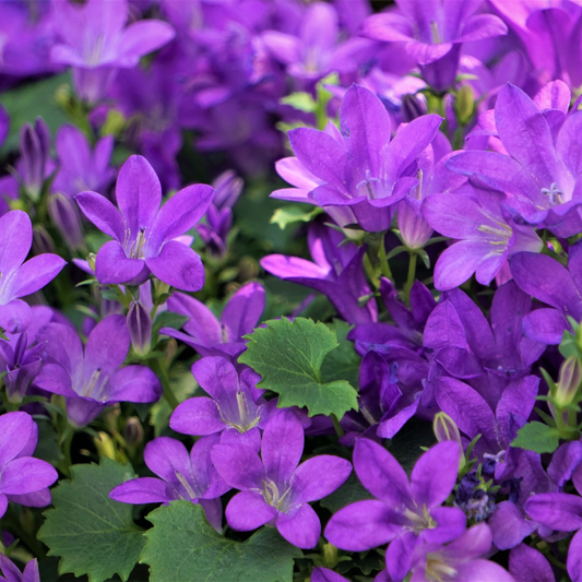24x Campanula portenschlagiana - ↕10-25cm - Ø9cm