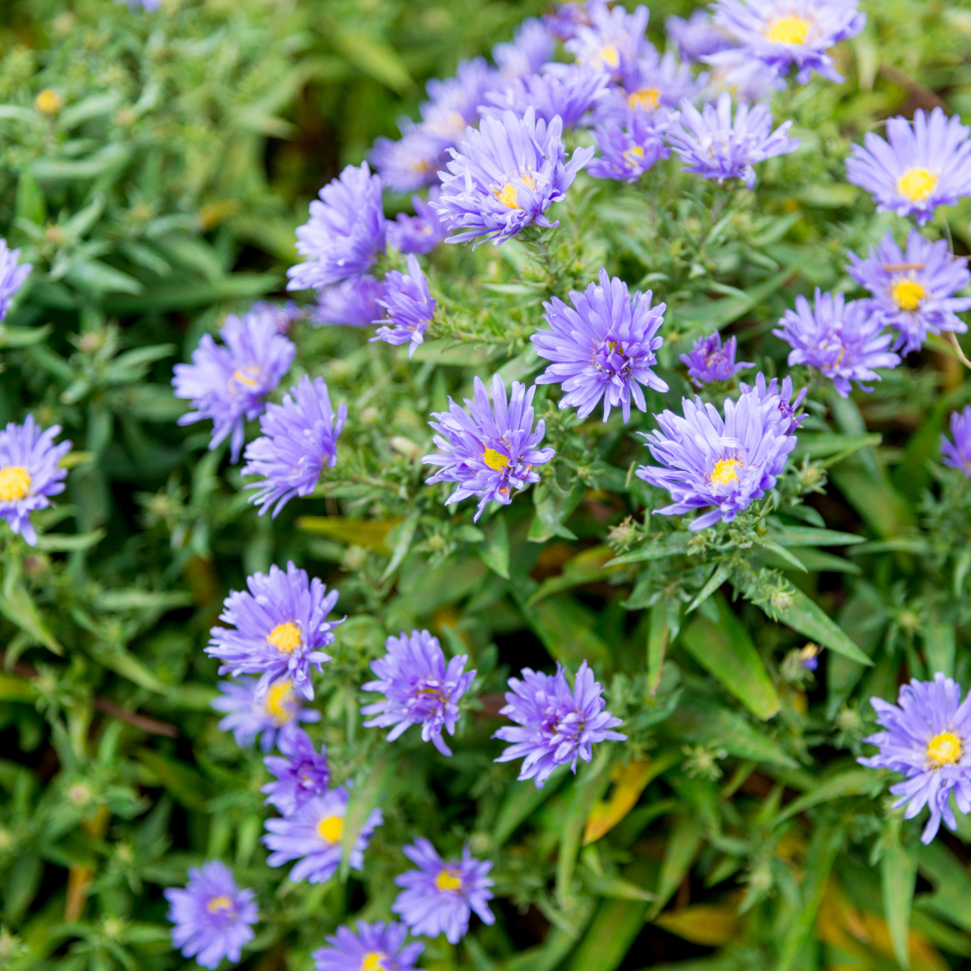 6x Aster frikartii 'Monch' - ↕10-25cm - Ø9cm