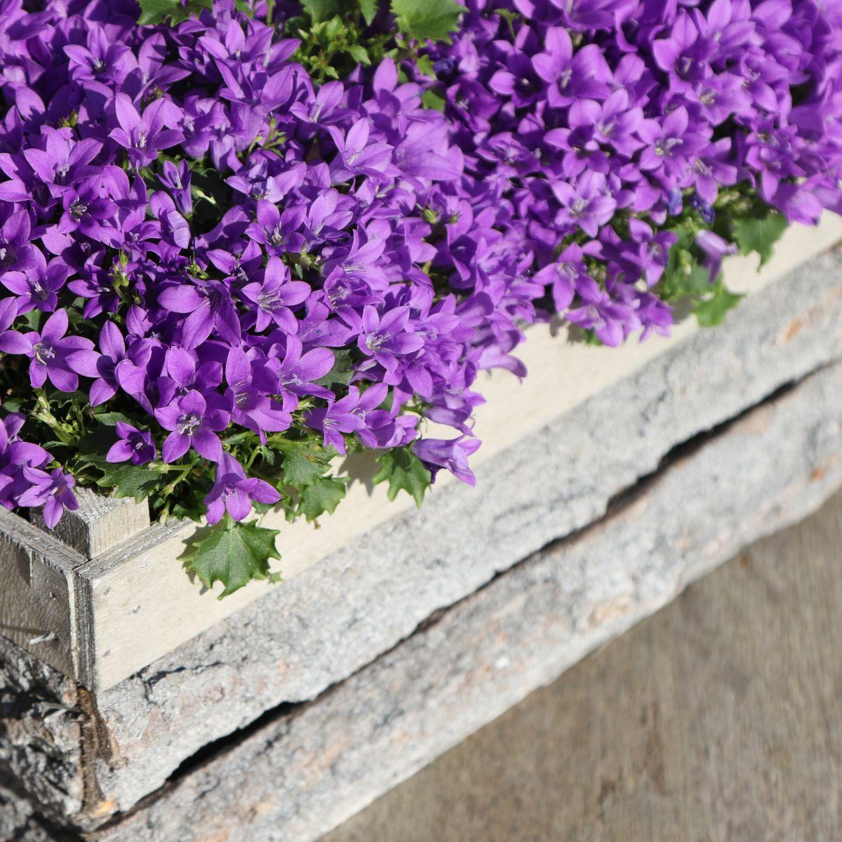Campanula Addenda - Bellflower purple pot size 12cm - 2m2 ground cover - 12 pieces - Ambella purple - garden plants - winter hardy