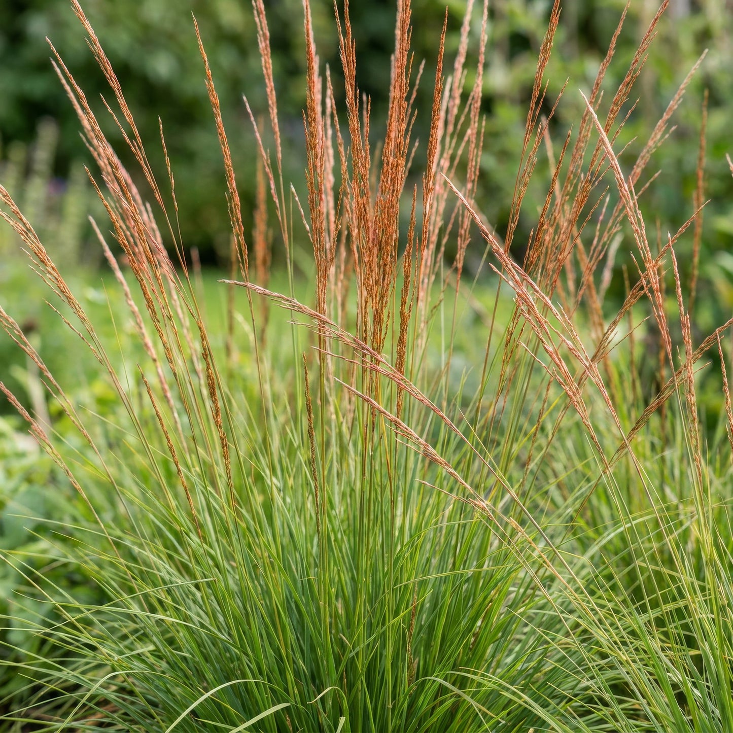 Grassen - Molinia caer. Heidebraut - Pijpestrootje - Met Pluim - Groen - 24 Planten - Pot 11cm - Hoogte 15-25cm