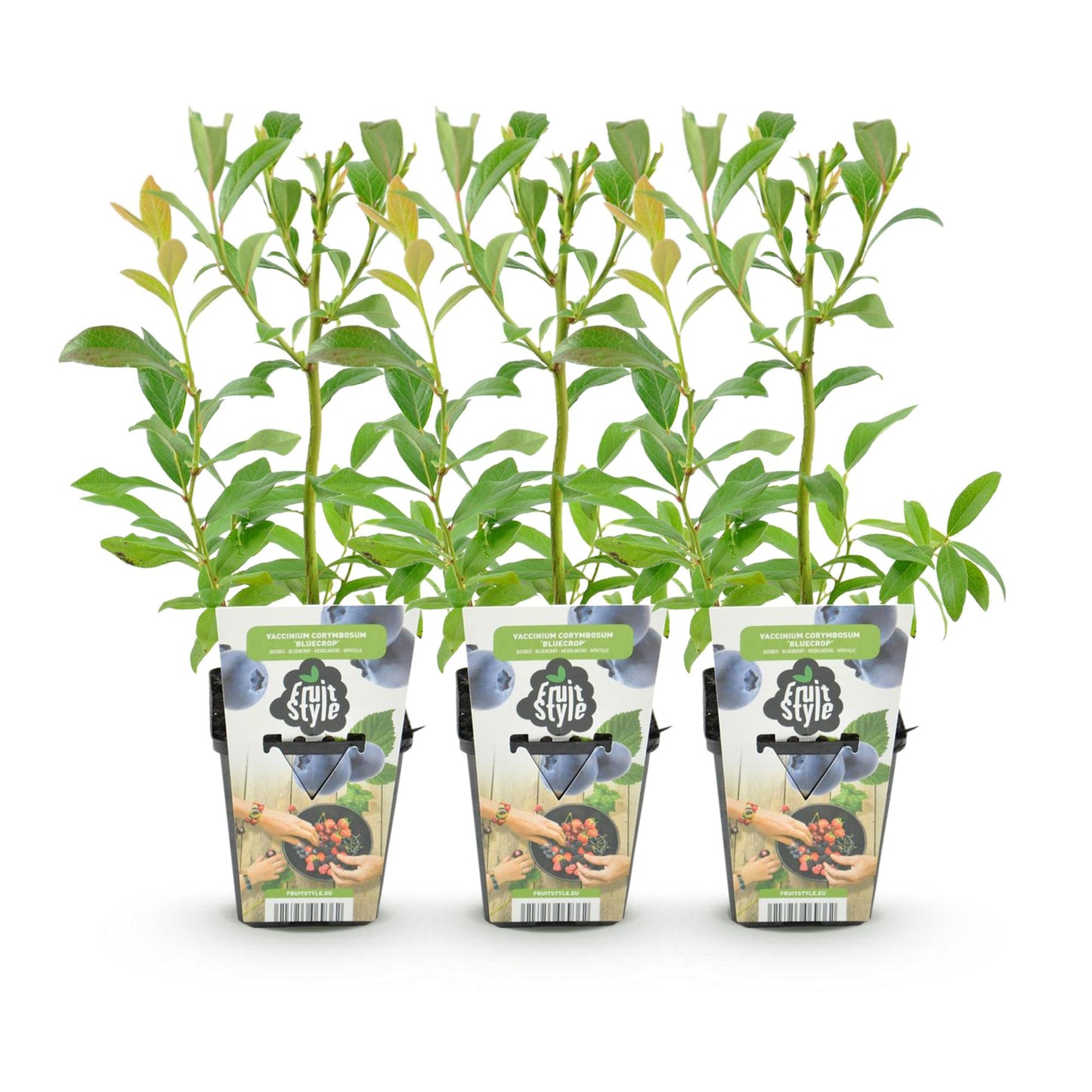Green boutiQ - Fruit Plants - Blueberry - Vaccinium corymbossum Bluegold - Winter Hardy - 3 Plants - Pot 9 cm - Blueberry