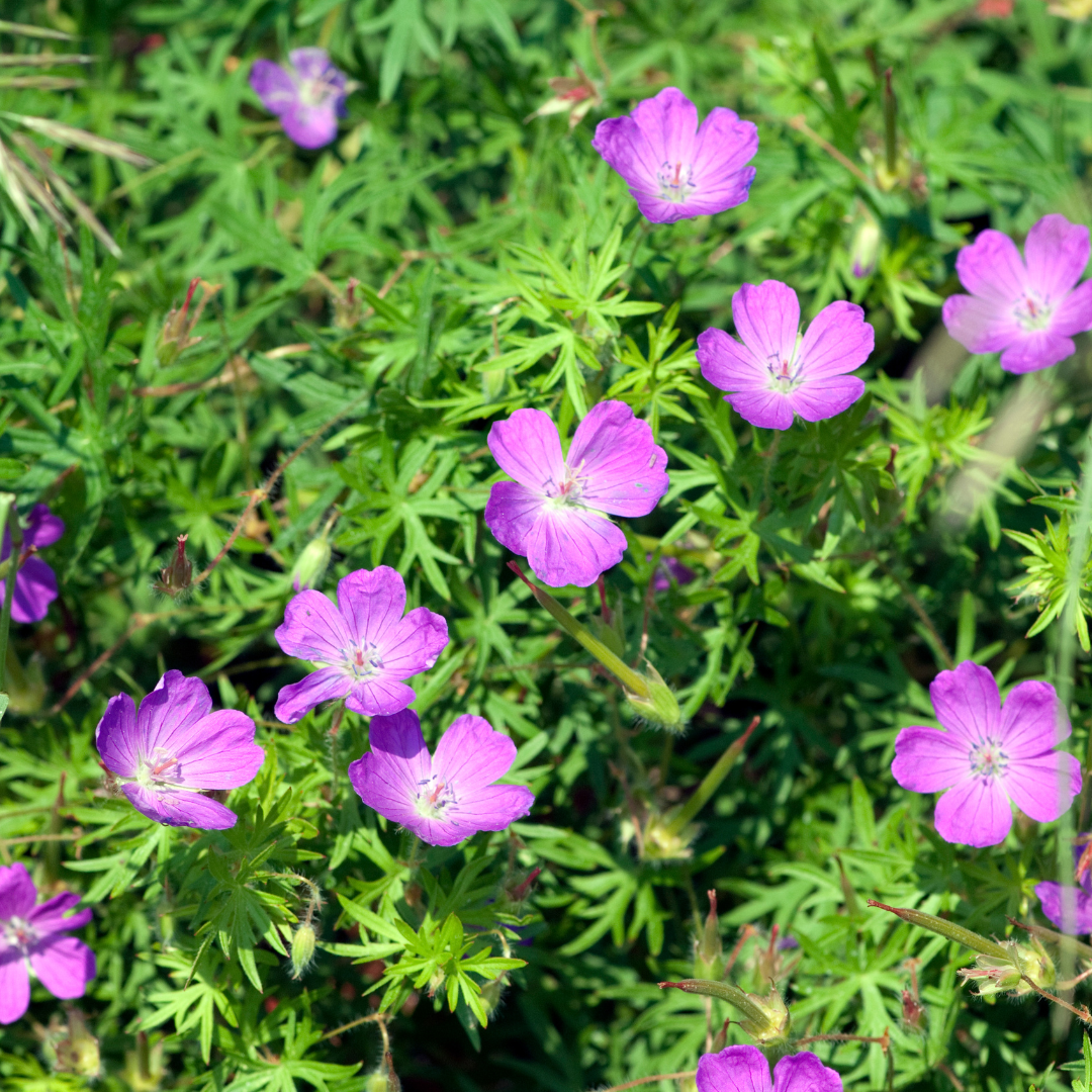 60x Geranium sanguineum - ↕10-25cm - Ø9cm