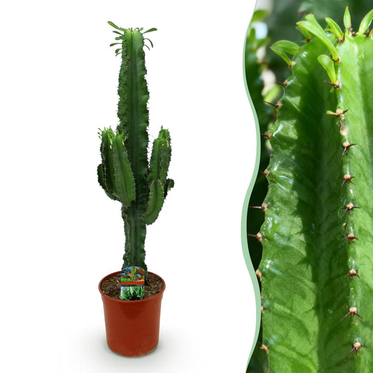 Houseplant - Euphorbia Eritrea - African Milk Tree - Low maintenance - Green - 1 - Pot 19cm - Height 70cm