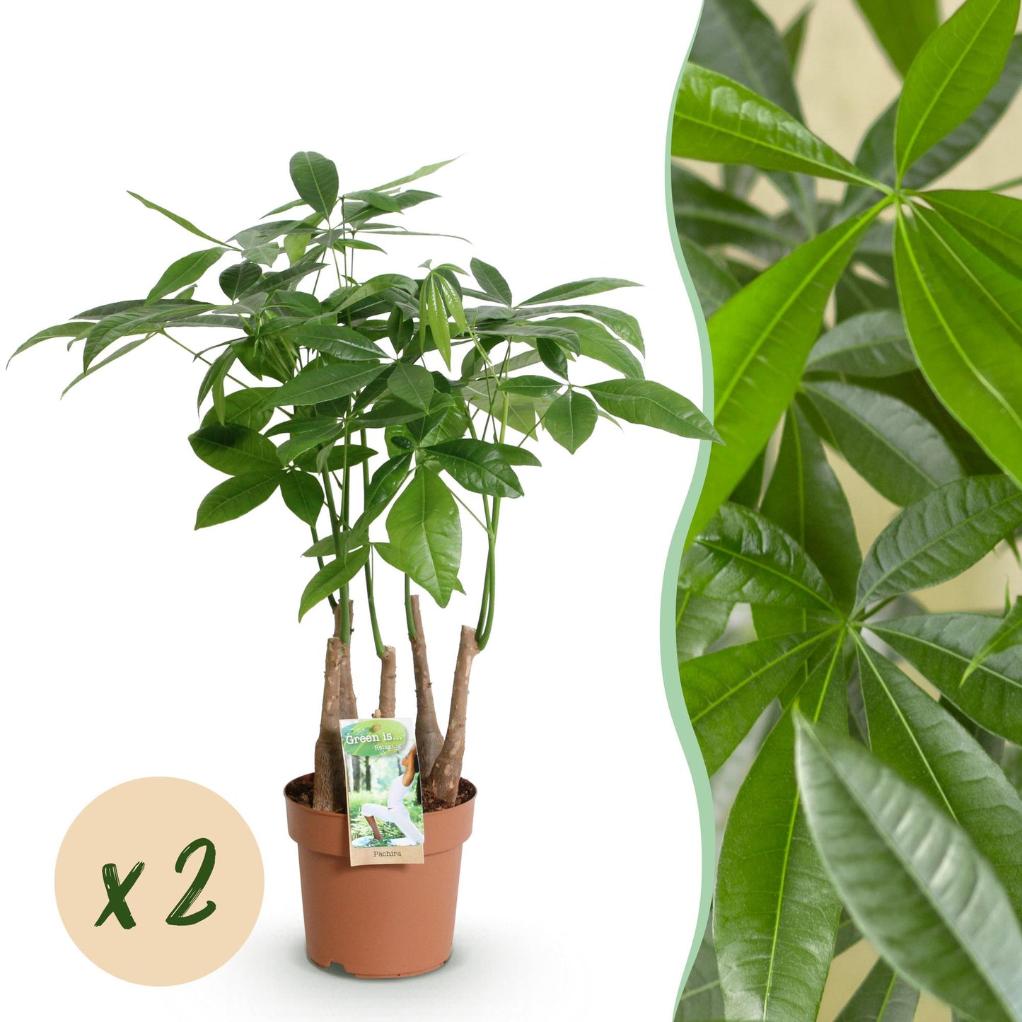 Green BoutiQ - Green is... Houseplants - Pachira Aquatica multi stem - Money Tree - Low maintenance - Green - 2 Plants - Pot 17cm - Height 50-55cm