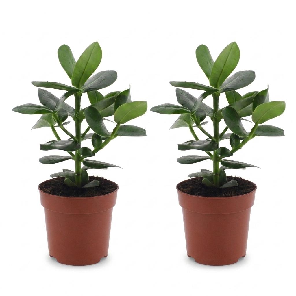 Clusia Princess - Clusia - 2 Piante - Vaso 12cm - Altezza - 40cm