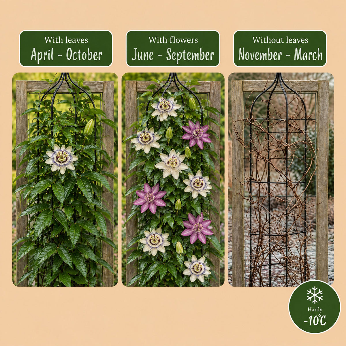 6x Passiflora Tricolour - Tricolor passion flower - White - Purple - Pink - Climbing plant - Ø9cm - ↕35cm