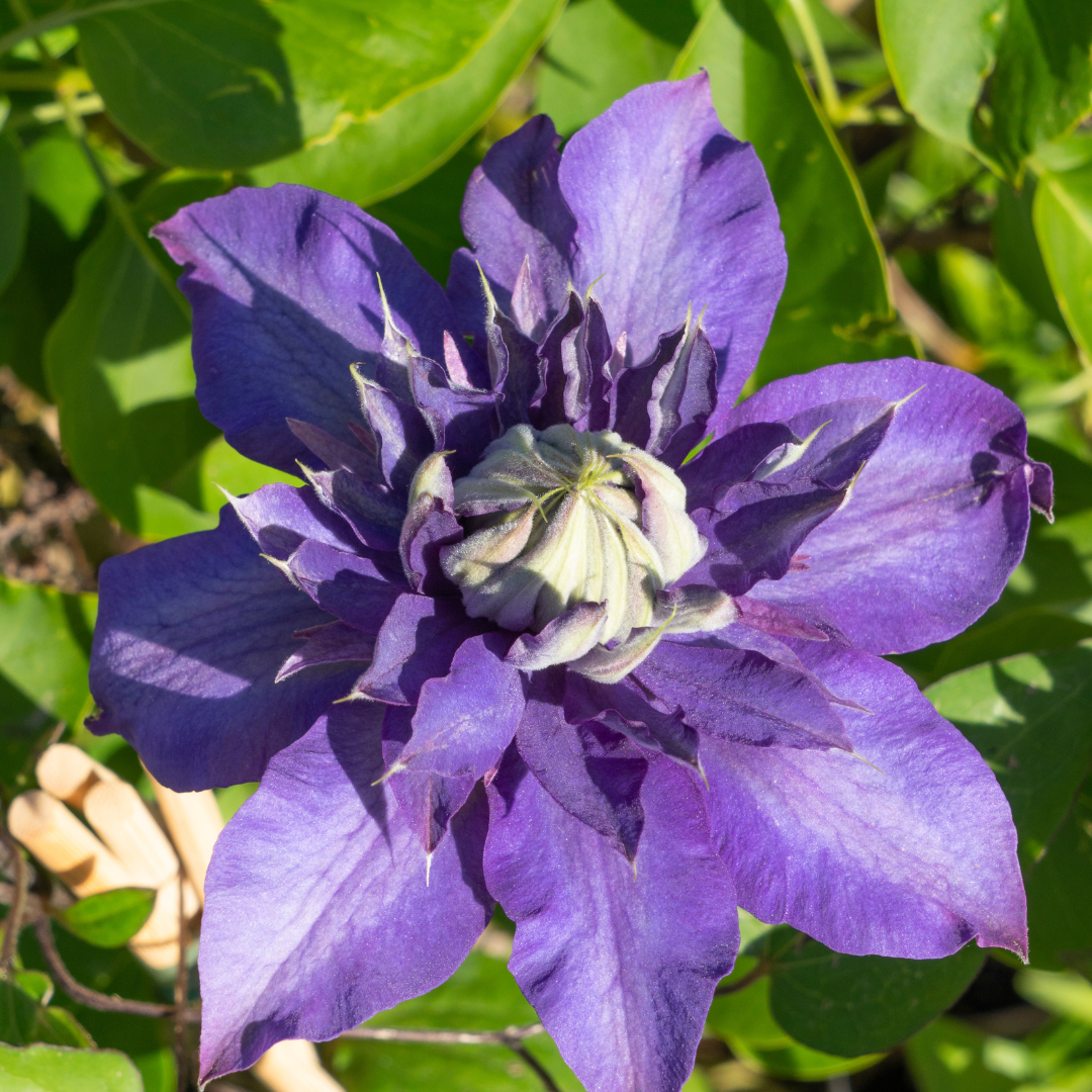 6x Clematis 'Multi Blue' – vaso P9 – particolare rampicante a fioritura blu