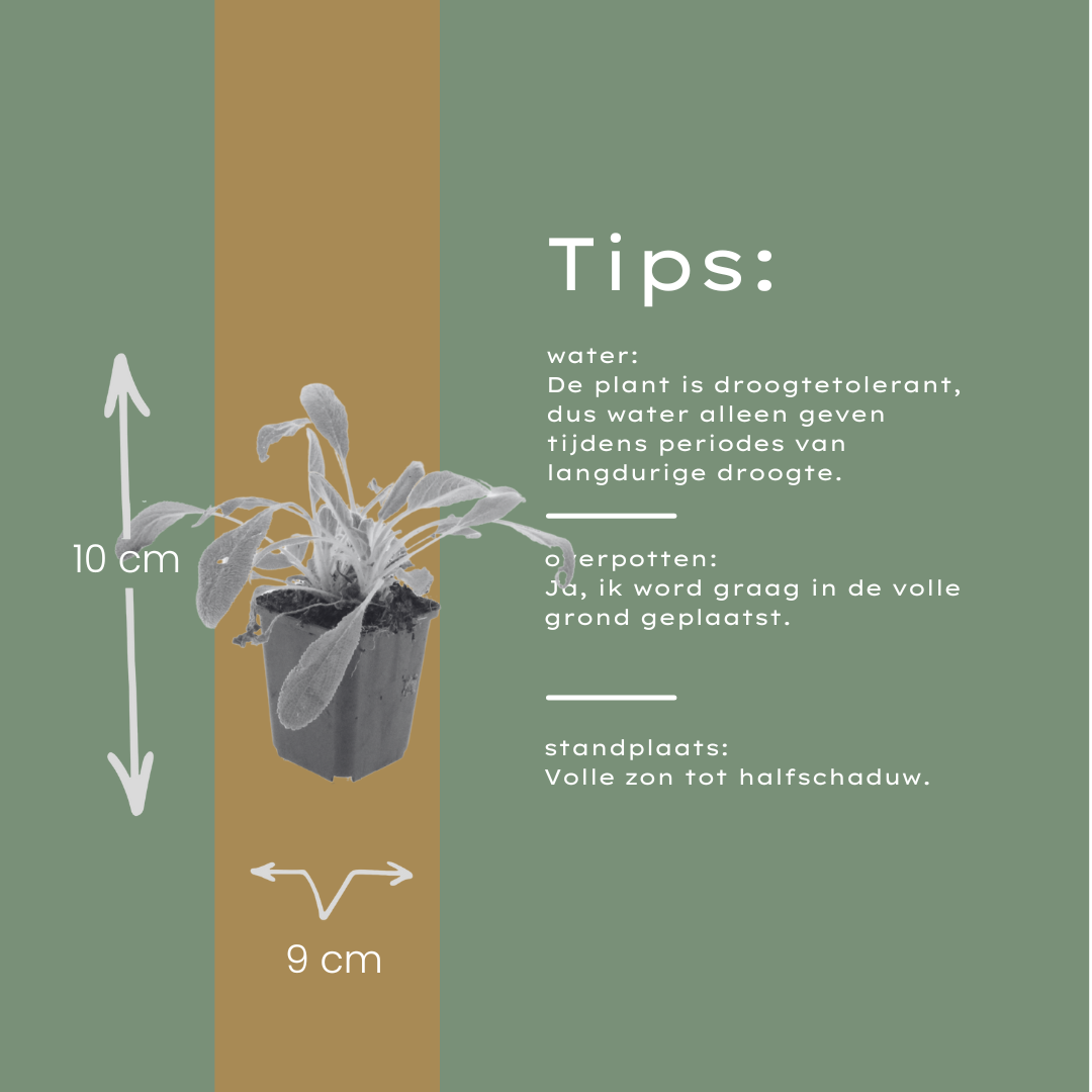 24x Lamb's Ear - ↕10-25cm - Ø9cm