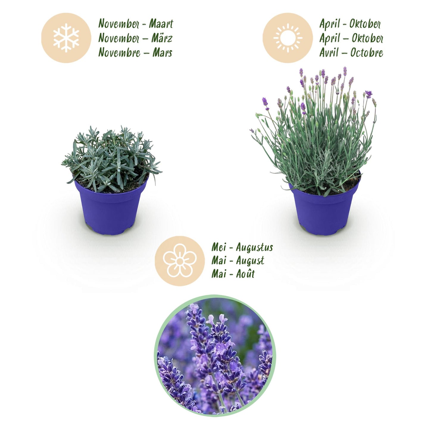 Green boutiQ - Garden Plant - Lavandula angustifolia Hidcote - Lavender - Hardy - Purple - 9 Plants - Pot 12cm - Height 15-25cm