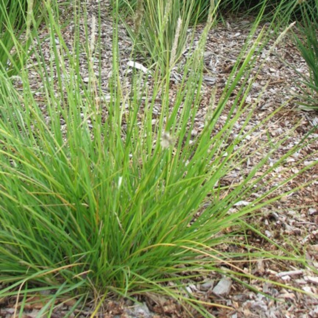 12x Autumn Moor Grass - ↕10-25cm - Ø9cm