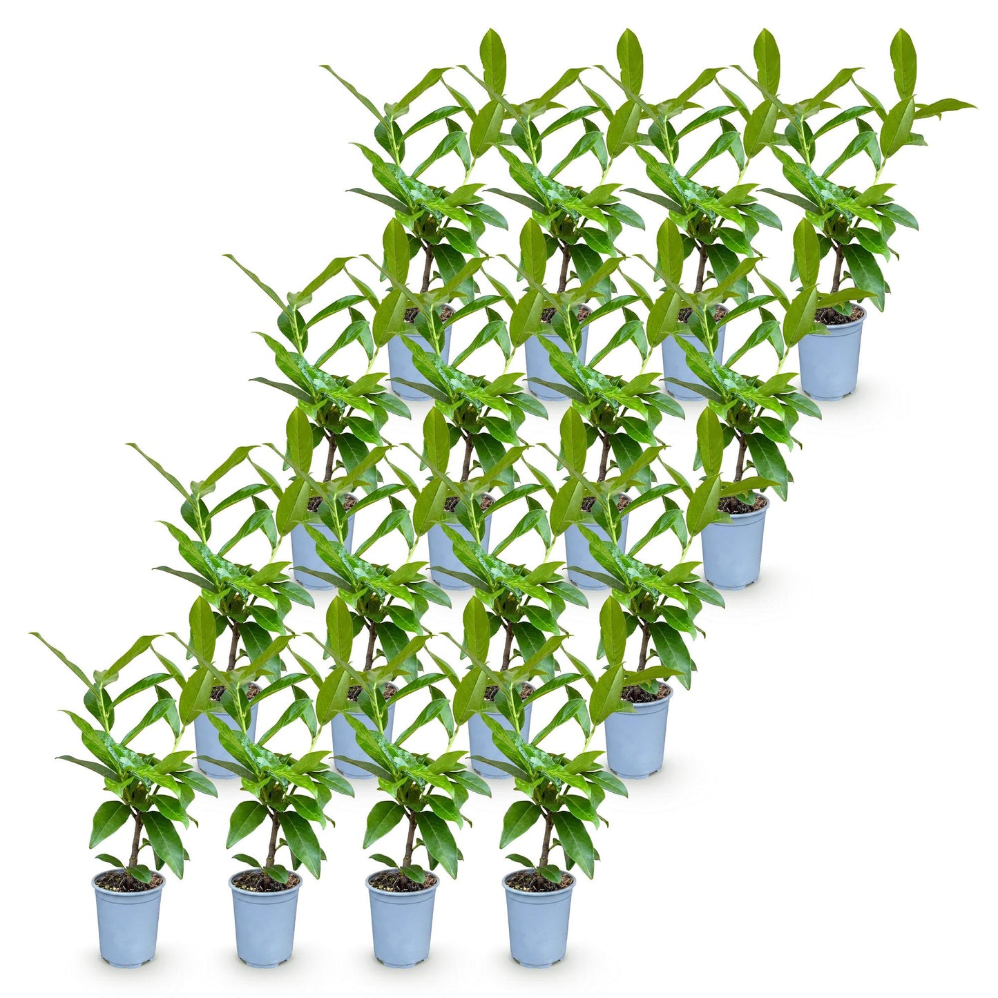 Green boutiQ - 16x Prunus laur. Novita - Cherry Laurel - Hedge Plants - Evergreen - Green - Pot 9cm - Height 25-35cm